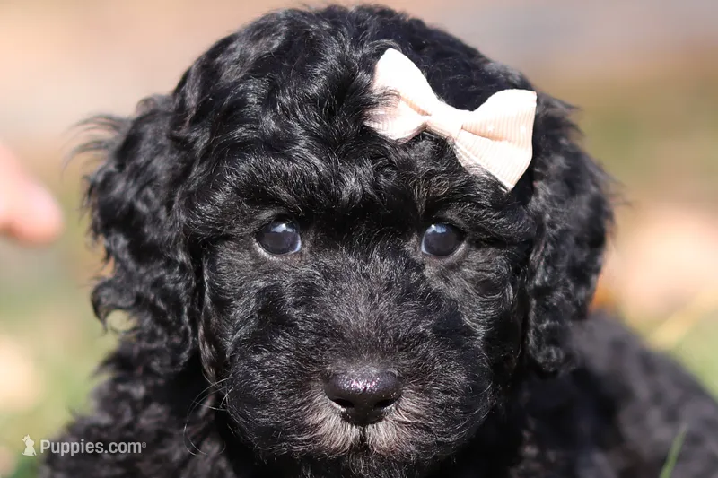 Janice (AKC) – Poodle - Miniature  puppy for sale in Millersburg, OH