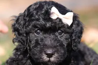 Janice (AKC), a female Poodle - Miniature  for sale in Millersburg, OH – 1 of 6