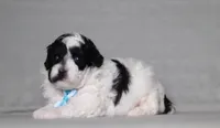 Domino, a male Poodle - Miniature  for sale in Millersburg, OH – 2 of 6
