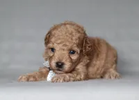 Asher, a male Poodle - Miniature  for sale in Millersburg, OH – 4 of 4