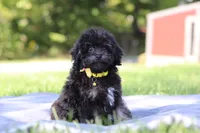 Dexter (AKC), a male Poodle - Miniature  for sale in Millersburg, OH – 3 of 4