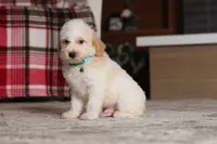 Monty (AKC), a male Poodle - Miniature  for sale in Millersburg, OH – 5 of 7