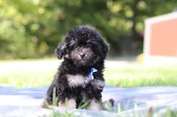 Dash (AKC), a male Poodle - Miniature  for sale in Millersburg, OH – 2 of 4