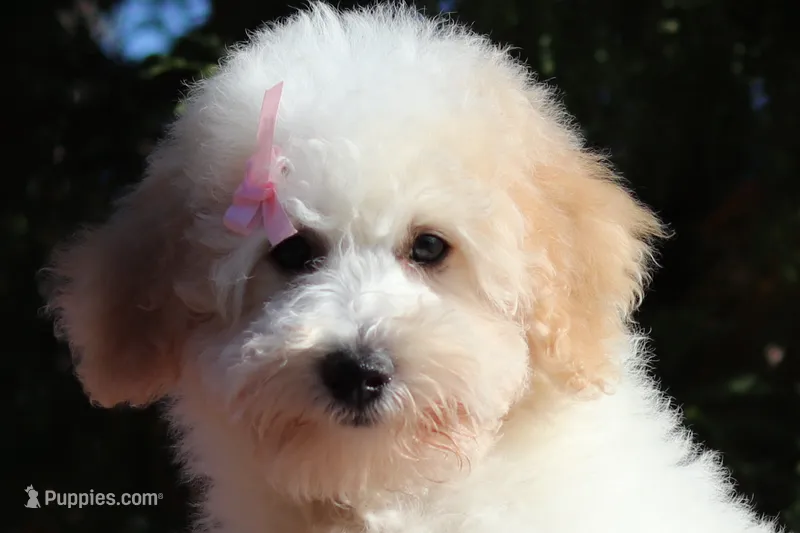 Maisie (AKC) – Poodle - Miniature  puppy for sale in Millersburg, OH