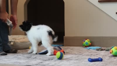 Harley, a male Poodle - Miniature  for sale in Millersburg, OH – 7 of 7