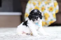 Maverick, a male Poodle - Miniature  for sale in Millersburg, OH – 2 of 3