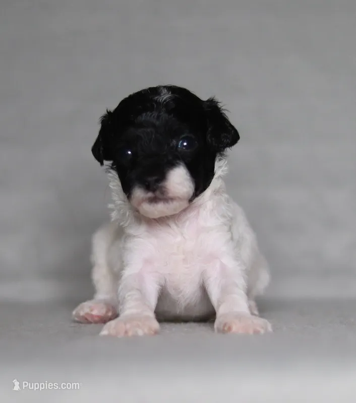 Harley – Poodle - Miniature  puppy for sale in Millersburg, OH