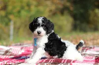 Jace (AKC), a male Poodle - Miniature  for sale in Millersburg, OH – 4 of 6