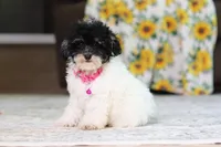 Amber, a female Poodle - Miniature  for sale in Millersburg, OH – 4 of 7