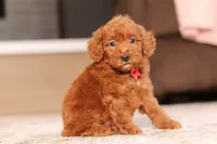 Murphy (AKC), a male Poodle - Miniature  for sale in Millersburg, OH – 5 of 7