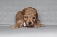 Asher, a male Poodle - Miniature  for sale in Millersburg, OH – 1 of 4