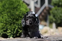 Bristol (AKC), a female Dachshund for sale in Millersburg, OH – 3 of 5