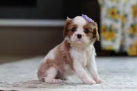Sammy, a female Cavalier King Charles Spaniel for sale in Millersburg, OH – 4 of 6