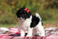 Jillie (AKC), a female Poodle - Miniature  for sale in Millersburg, OH – 2 of 8