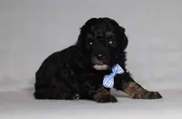 Arthur, a male Poodle - Miniature  for sale in Millersburg, OH – 4 of 5