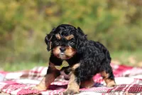 Dax, a male Cavapoo for sale in Millersburg, OH – 4 of 8