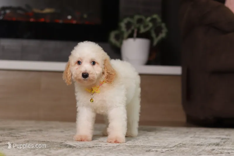 Monty (AKC) – Poodle - Miniature  puppy for sale in Millersburg, OH