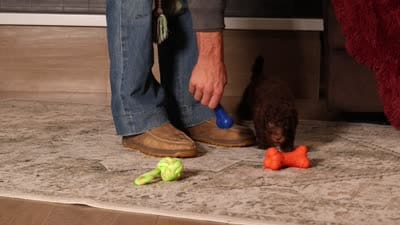 Jax (AKC), a male Poodle - Miniature  for sale in Millersburg, OH – 6 of 6