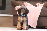 Ranger, a male Poodle - Miniature  for sale in Millersburg, OH – 2 of 7