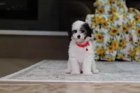 Hazel, a female Poodle - Miniature  for sale in Millersburg, OH – 1 of 7