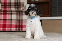 Hunter, a male Poodle - Miniature  for sale in Millersburg, OH – 5 of 7