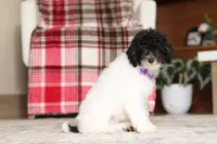 Holly, a female Poodle - Miniature  for sale in Millersburg, OH – 6 of 7