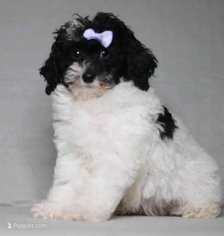 Paisley – Poodle - Miniature  puppy for sale in Millersburg, OH