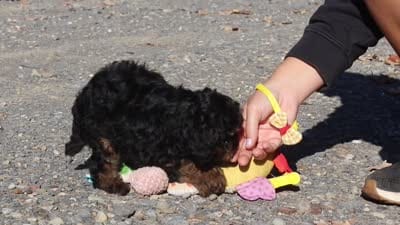 Sawyer (AKC), a male Poodle - Miniature  for sale in Millersburg, OH – 6 of 7