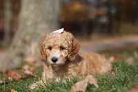 June (AKC), a female Poodle - Miniature  for sale in Millersburg, OH – 6 of 9