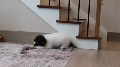 Holly, a female Poodle - Miniature  for sale in Millersburg, OH – 7 of 7