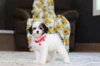 Hazel, a female Poodle - Miniature  for sale in Millersburg, OH – 2 of 7