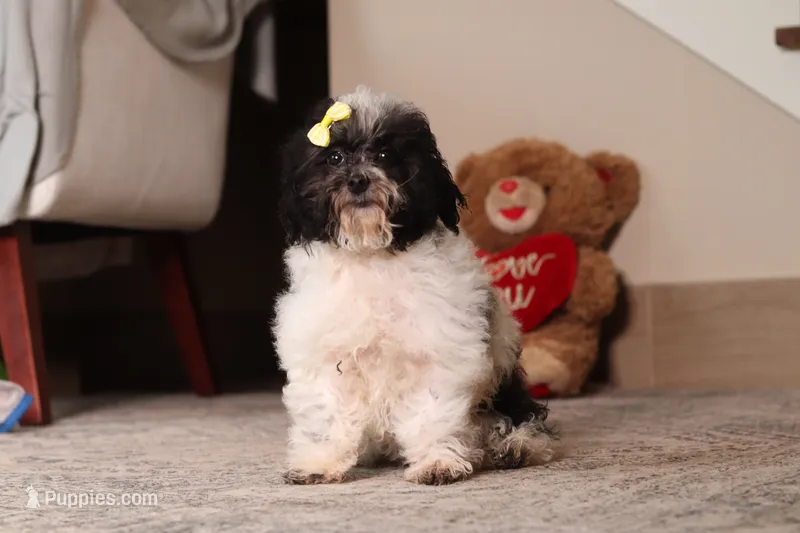 Rose – Poodle - Toy  puppy for sale in Millersburg, OH