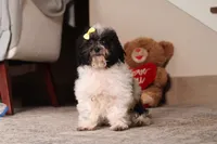Rose, a female Poodle - Toy  for sale in Millersburg, OH – 1 of 5