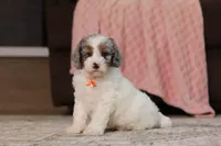 Jasper, a male Poodle - Miniature  for sale in Millersburg, OH – 1 of 4