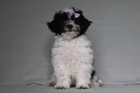 Rose, a female Poodle - Toy  for sale in Millersburg, OH – 5 of 5