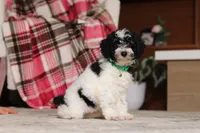Millie (AKC), a female Poodle - Miniature  for sale in Millersburg, OH – 5 of 7