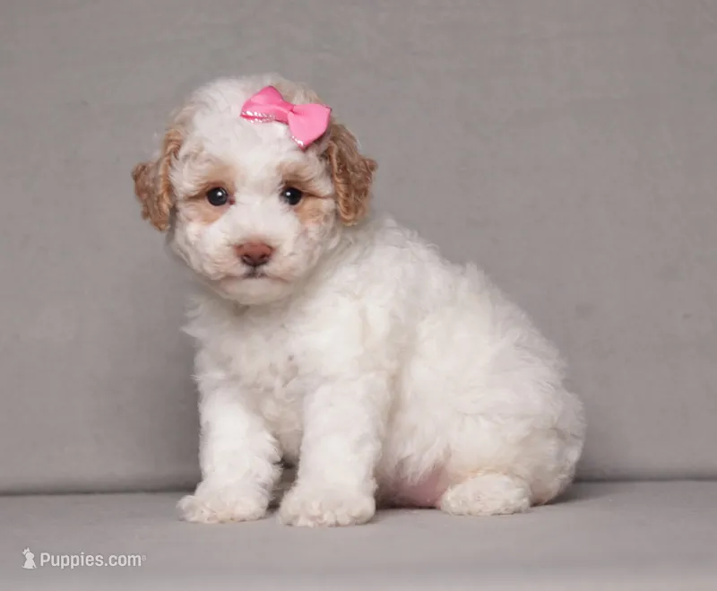 Annie – Poodle - Miniature  puppy for sale in Millersburg, OH