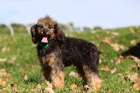 Ranger (AKC), a male Poodle - Miniature  for sale in Millersburg, OH – 3 of 7