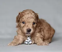 Archer, a male Poodle - Miniature  for sale in Millersburg, OH – 2 of 3