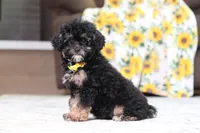 Axel (AKC), a male Poodle - Miniature  for sale in Millersburg, OH – 2 of 7