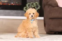 Asher (AKC), a male Poodle - Miniature  for sale in Millersburg, OH – 6 of 7