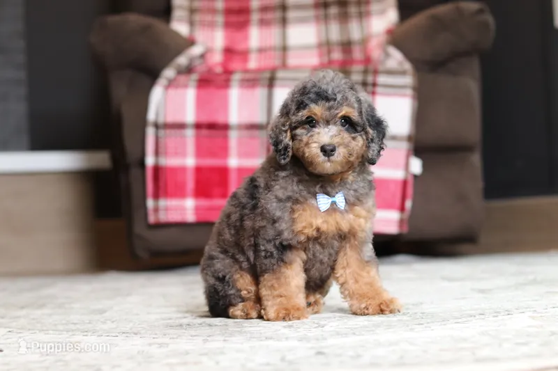 Ace – Poodle - Miniature  puppy for sale in Millersburg, OH