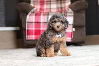 Ace, a male Poodle - Miniature  for sale in Millersburg, OH – 1 of 5