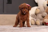 Valerie, a female Poodle - Miniature  for sale in Millersburg, OH – 2 of 4