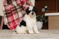 Milo (AKC), a male Poodle - Miniature  for sale in Millersburg, OH – 6 of 7