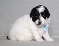 Domino, a male Poodle - Miniature  for sale in Millersburg, OH – 3 of 6