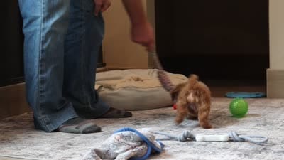 Vince (AKC), a male Poodle - Miniature  for sale in Millersburg, OH – 8 of 8