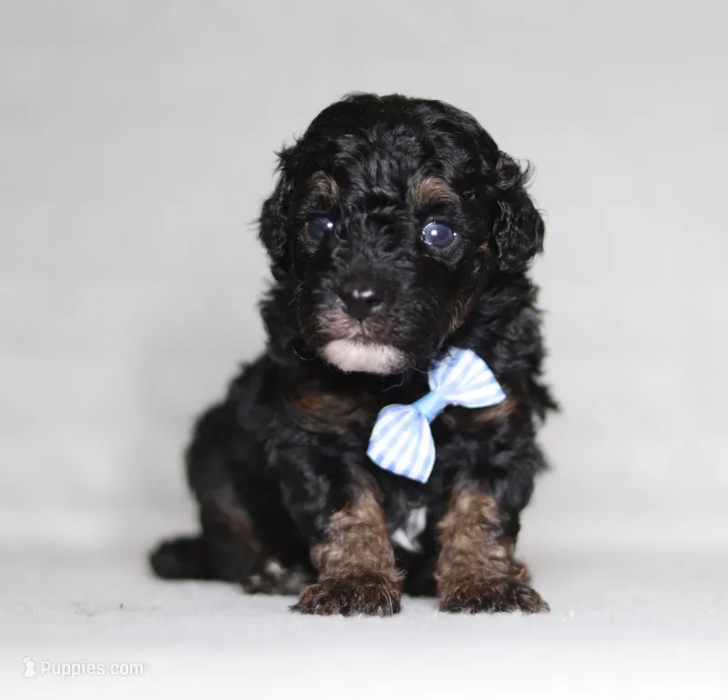 Arthur – Poodle - Miniature  puppy for sale in Millersburg, OH