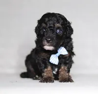 Arthur, a male Poodle - Miniature  for sale in Millersburg, OH – 1 of 5