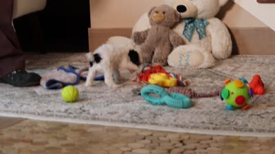 Hazel, a female Poodle - Miniature  for sale in Millersburg, OH – 4 of 4